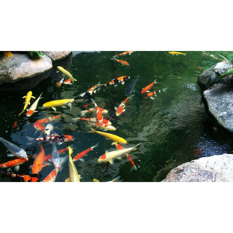 AlpineReach Koi Pond Netting Kit 7 x 10 ft Black