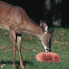 Himalayan Nature Animal Licking Salt Mineral Rock,100% Natural Rock Salt - Deer Attractant Rock