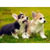 Corgi Dog Birthday Card