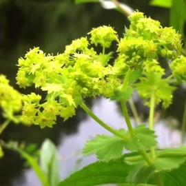 Lady's Mantle Seeds (Alchemilla vulgaris) Packet of 50 Seeds