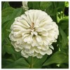 Everwilde Farms - 200 Polar Bear Zinnia Wildflower Seeds -