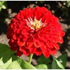 100 Cherry Queen Zinnia Seeds for Planting 1 Grams Non