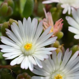 Fresh Iceplant Daisy Seeds 250+ Seeds Daisy Flower, Flower Seeds, Annual Seeds, - Style 1
