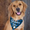 family Kitchen Classic Blue Plaid Pet Puppy Dog Bandana, Boy
