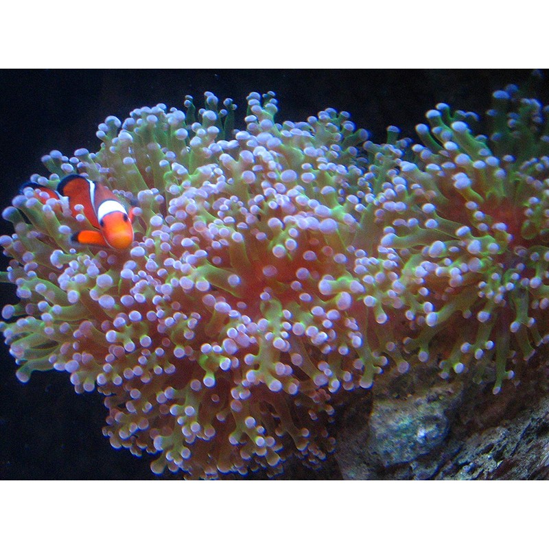 Kolar Labs Crystal Cal Activated Carbon – 5 Gallon, Activated