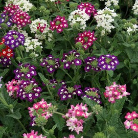 Outsidepride Verbena Mammoth Mix - 2000 Seeds