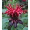 Wild Bergamot Petals – Pure, Dried, Natural Scarlet Beebalm Petals