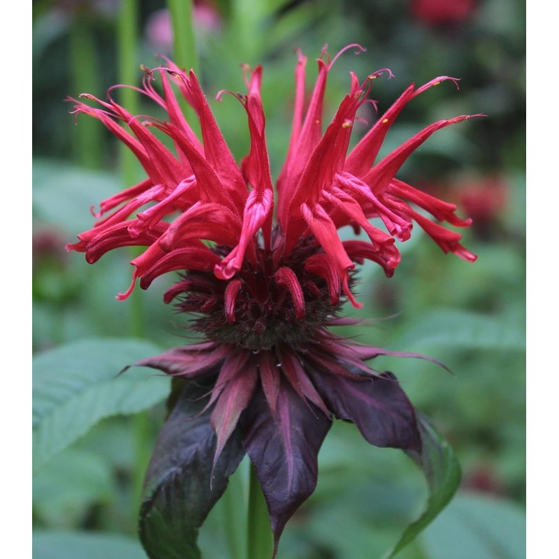 Wild Bergamot Petals – Pure, Dried, Natural Scarlet Beebalm Petals