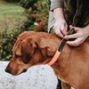 Hunter Convenience Comfort Dog Collar Plastic Material Neoprene 35 XS-S
