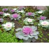 KIRA SEEDS - Seeds Flowering Kale Large Leaf Mix -