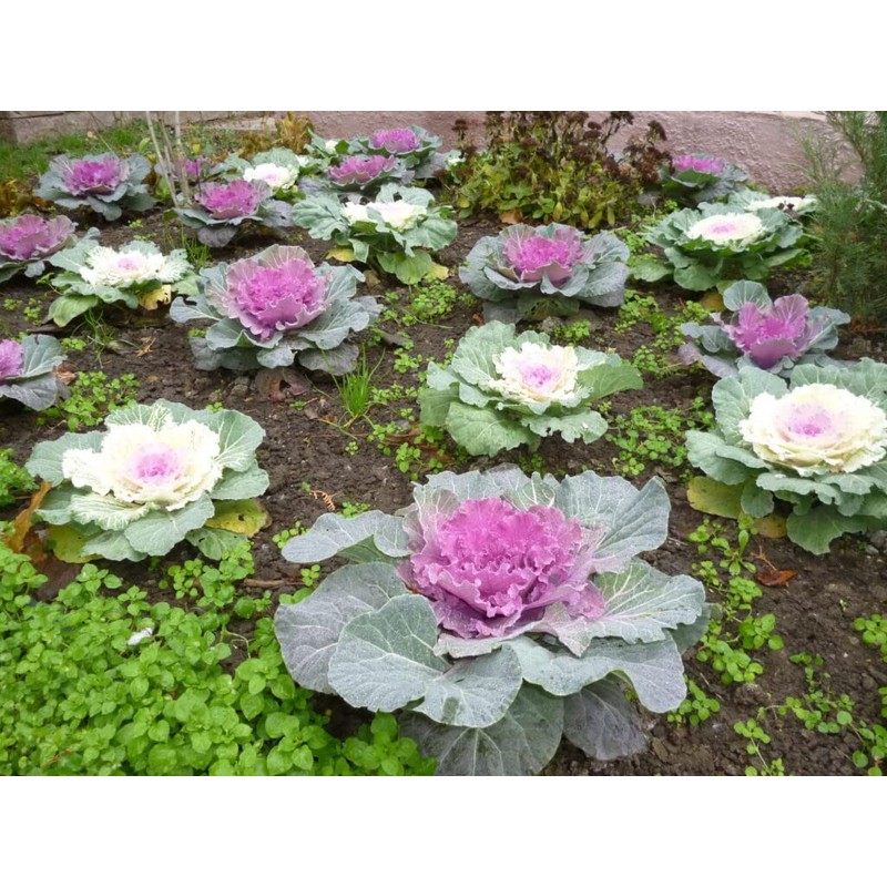 KIRA SEEDS - Seeds Flowering Kale Large Leaf Mix -