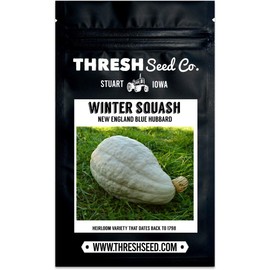 New England Blue Hubbard Squash - 25 Seeds