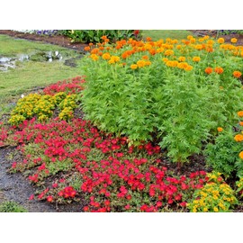 Little Seed Store 300+AFRICAN MARIGOLD Flower Seeds 3' Tall Deer Resistant Container Pollinators