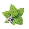 LOGONA Naturkosmetik Active pimple stop, provides quick help with pimples,
