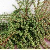Succulent Portulacaria Afra Elephant Bush Spekboom Succulent 10 Cuttings -