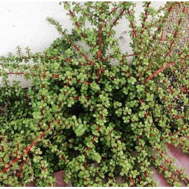 Succulent Portulacaria Afra Elephant Bush Spekboom Succulent 10 Cuttings - 6" approx