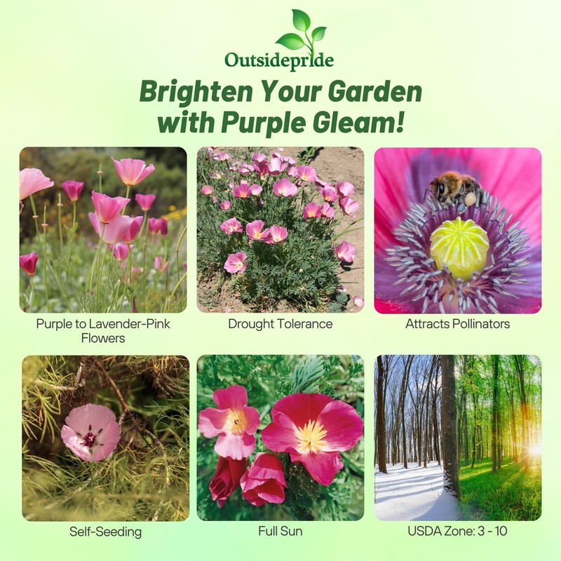 Outsidepride Purple Gleam California Poppy Seeds - 10000 Pcs. Annual,