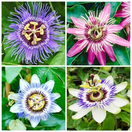 50+Perennial Passiflora Caerulea Passion Flower Seeds for Planting Outdoor-Edible Fruit Plant Attract Butterflies and Bees