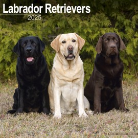 Labrador Retrievers (Mixed) Calendar 2025 | Square Dog Breed Wall Calendar - 16 Month