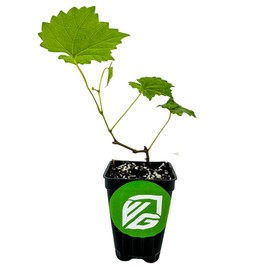 Alachua Muscadine Grape Vine - Vitis rotundifolia - Wellspring Gardens Starter Plant - Live Plant for Outdoor Gardens - Vigorous Grapevine Plants - Ideal for Fruit Gardening in Patio and Garden