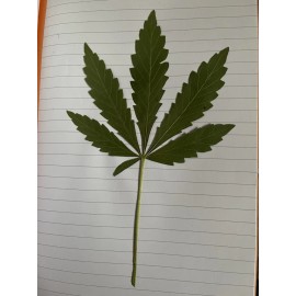 NEW 30 WIDE Dried Pressed Hempleaves for ART CRAFT ONLY Botanical Plant DIY Arts