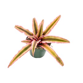 ragnaroc Live Plants – Cryptanthus ‘Pink Star‘, Jumbo 4-8" in 4" Pot - 1ct - Live Arrival Guaranteed - House Plants for Home Decor & Gift