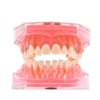 Angzhili Dental Removable Teeth Model Silica Gel Material Soft and