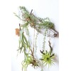 Posh Living 80916 Hanging Air Plant, Large, Green