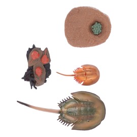 SUPVOX 1Set Horseshoe Crab Growth Cycle Model Funny Animal Display for Education Realistic Home Desktop Decor Nature Lovers