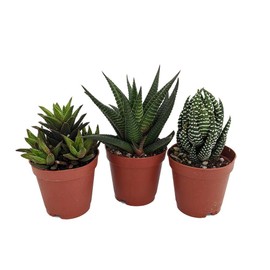 Super Sale - Haworthia Collection 3 Plants - Easy to Grow/Hard to Kill - 2" Pot