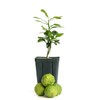 Gerald Winters and Son Kaffir Lime Tree Starter Plant. Citrus