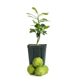 Gerald Winters and Son Kaffir Lime Tree Starter Plant. Citrus Hystrix. Makrut Lime. 6'' - 10'', Green, Large
