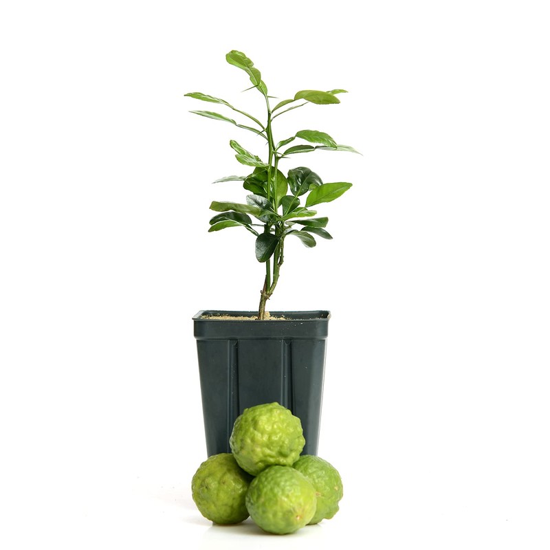 Gerald Winters and Son Kaffir Lime Tree Starter Plant. Citrus