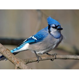 Cyanocitta Cristata Blue Jay Poster Photo Birds Wildlife Posters Photos 11x14