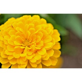 Flowers 126+YELLOW ZINNIA Seeds Big Cut Flowers Summer Garden Flowering Annual Fast Easy