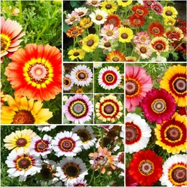 1100+ Painted Daisy Flower Seeds - Chrysanthemum Carinatum, Vibrant Rainbow Mix Perennial Seeds, Fragrant Blooms Attract Butterflies, Essential for Home Gardens