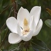 Magnolia Fragrance Oil - 16 OZ/ 1 LB - for