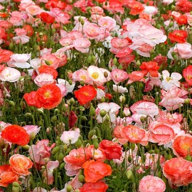"Double Shirley Mix" Poppy Seeds for Planting, 3000+ Flower Seeds Per Packet, (Isla's Garden Seeds), Non GMO & Heirloom Seeds, Botanical Name: Papaver rhoeas, Great Poppies for a Gift