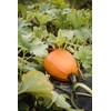 “Magical Mix” Large Pumpkin and Gourd Mix Seeds – Large