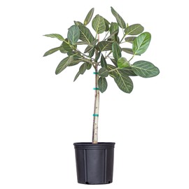 Ficus Audrey Live Plant 32–38 inches Tall in 10 inch Nursery Pot, Upright Indoor Tree with Velvety Leaves, Easy Care Air Purifier Plant for Modern Home and Office Spaces by United Nurser