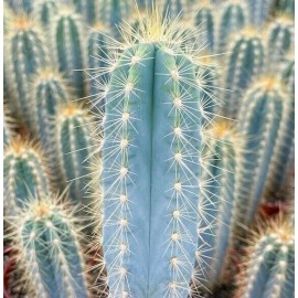 Unbranded Blue Torch Cactus (Pilosocereus pentaedrophoru