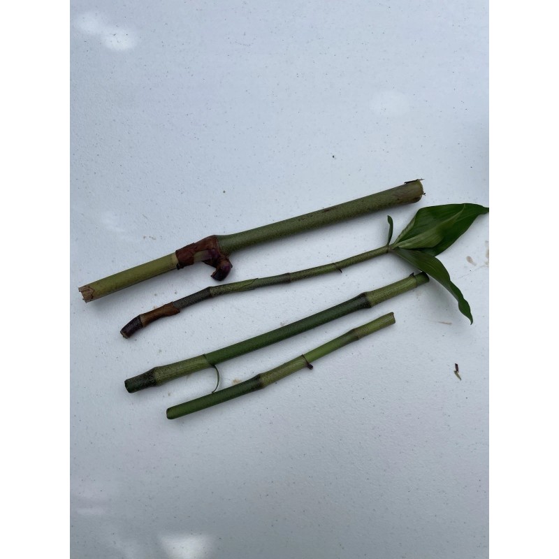 Manoa Hawaii Grown Blue Ginger Dichorisandra Thyrsiflora plant cutting 3