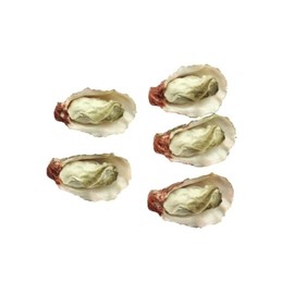 Speed Mao Oyster Food Model Food Sample Set of 5