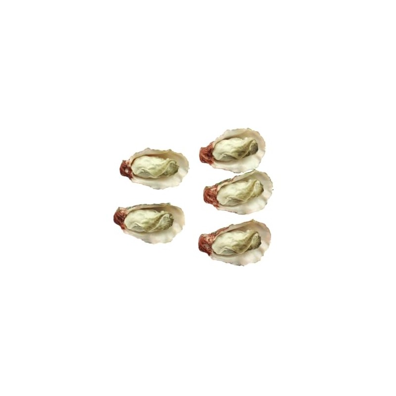 Speed Mao Oyster Food Model Food Sample Set of 5