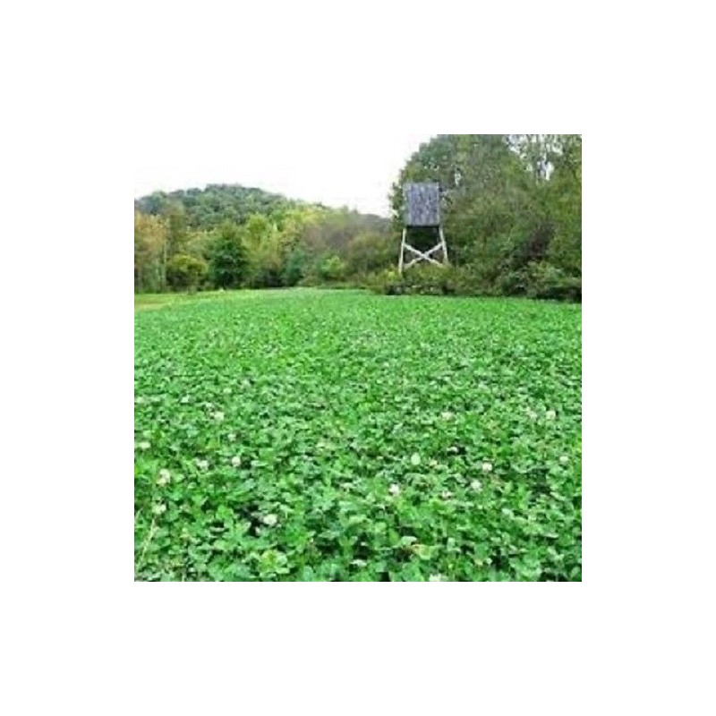 Feeders Outdoors 10lbs JUMBO LADINO WHITE CLOVER Seed For Deer