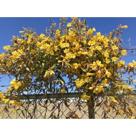 Yellow 7 Carolina Jasmine Yellow Starter Climbing Hummingbird Vines Plant Bare Root