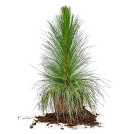 LONGLEAF Pine - Size: 3 Gallon, Live Plant, Includes Special Blend Fertilizer & Planting Guide