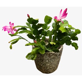 PLANTVERS Schlumbergera Bridgesii in 4" Grow Pot - Christmas Cactus – Indoor Succulent Plant - Easy Low Maintenance Houseplant - Safe for Cats – Great Gift or Holiday Décor