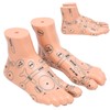 2pcs 19cm / 7.5in Feet Acupoint Model Acupuncture Teaching Aids