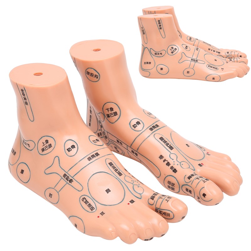 2pcs 19cm / 7.5in Feet Acupoint Model Acupuncture Teaching Aids